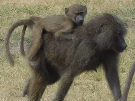 Lake Manyara National Park
